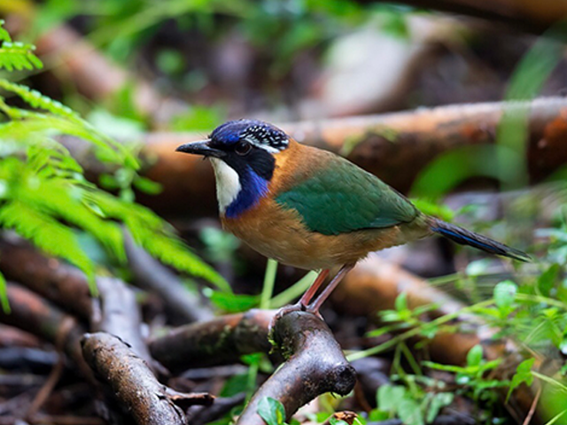 Pitta-like Ground-roller by Andry Falimanantsoa